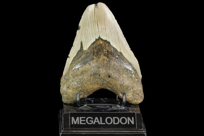 Large, Fossil Megalodon Tooth - North Carolina #108948